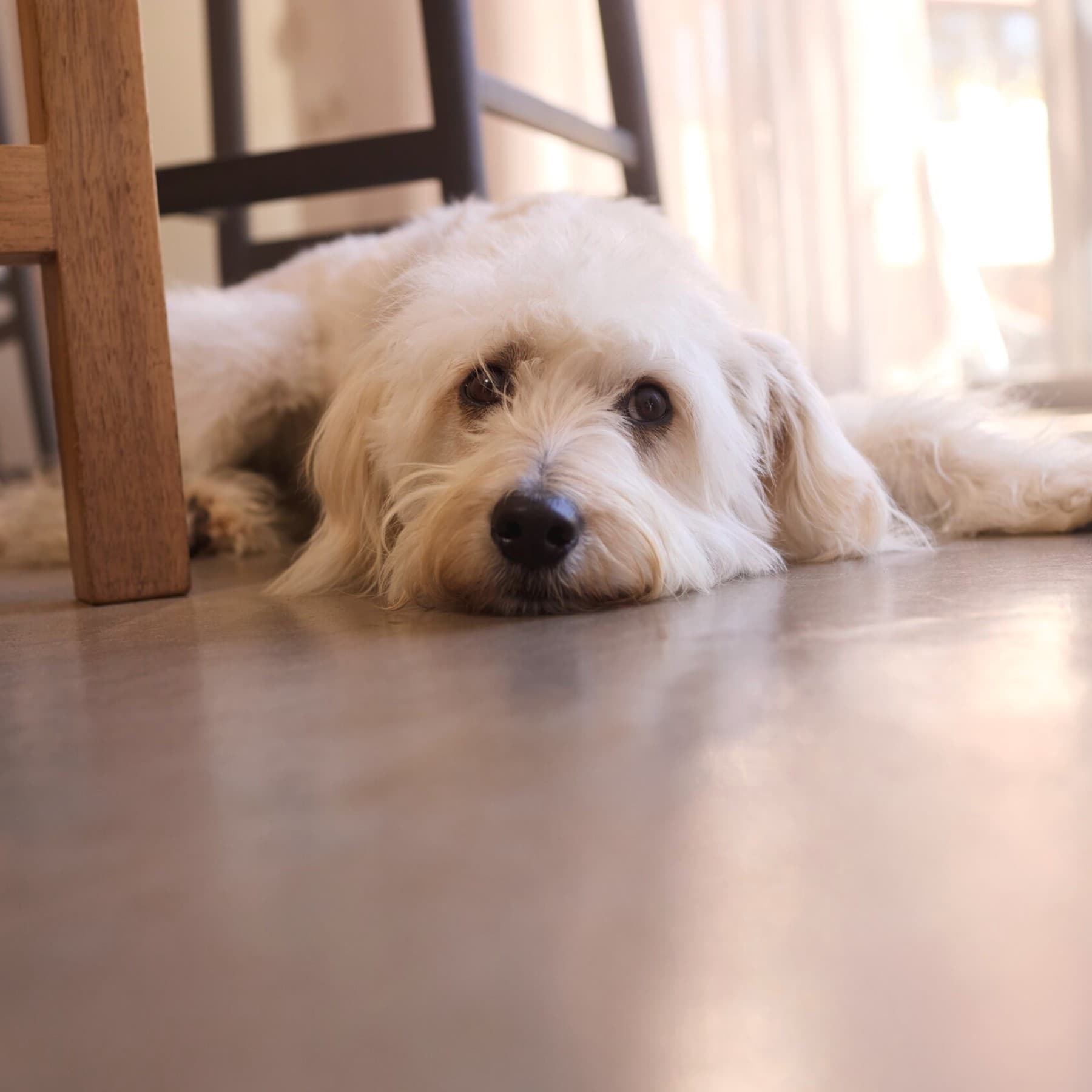 Chien couché sur le sol frais de la maison