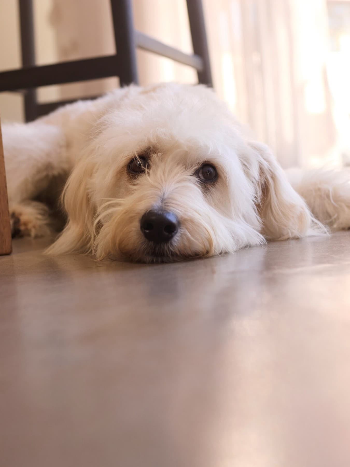 Chien couché sur le sol frais de la maison