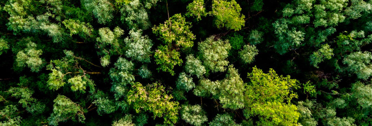 forêt