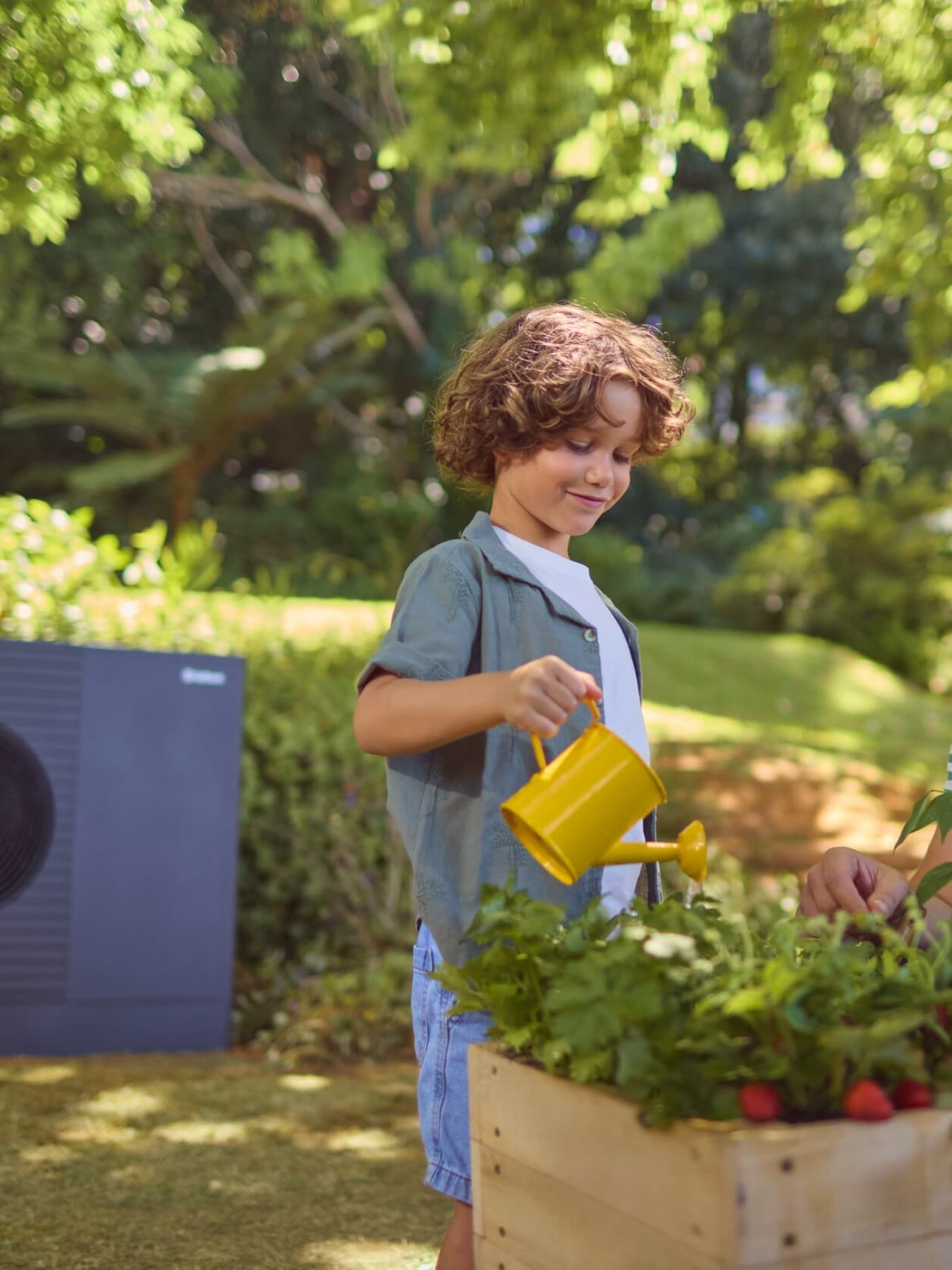 Père et fils arrosent les fraises dans le jardin