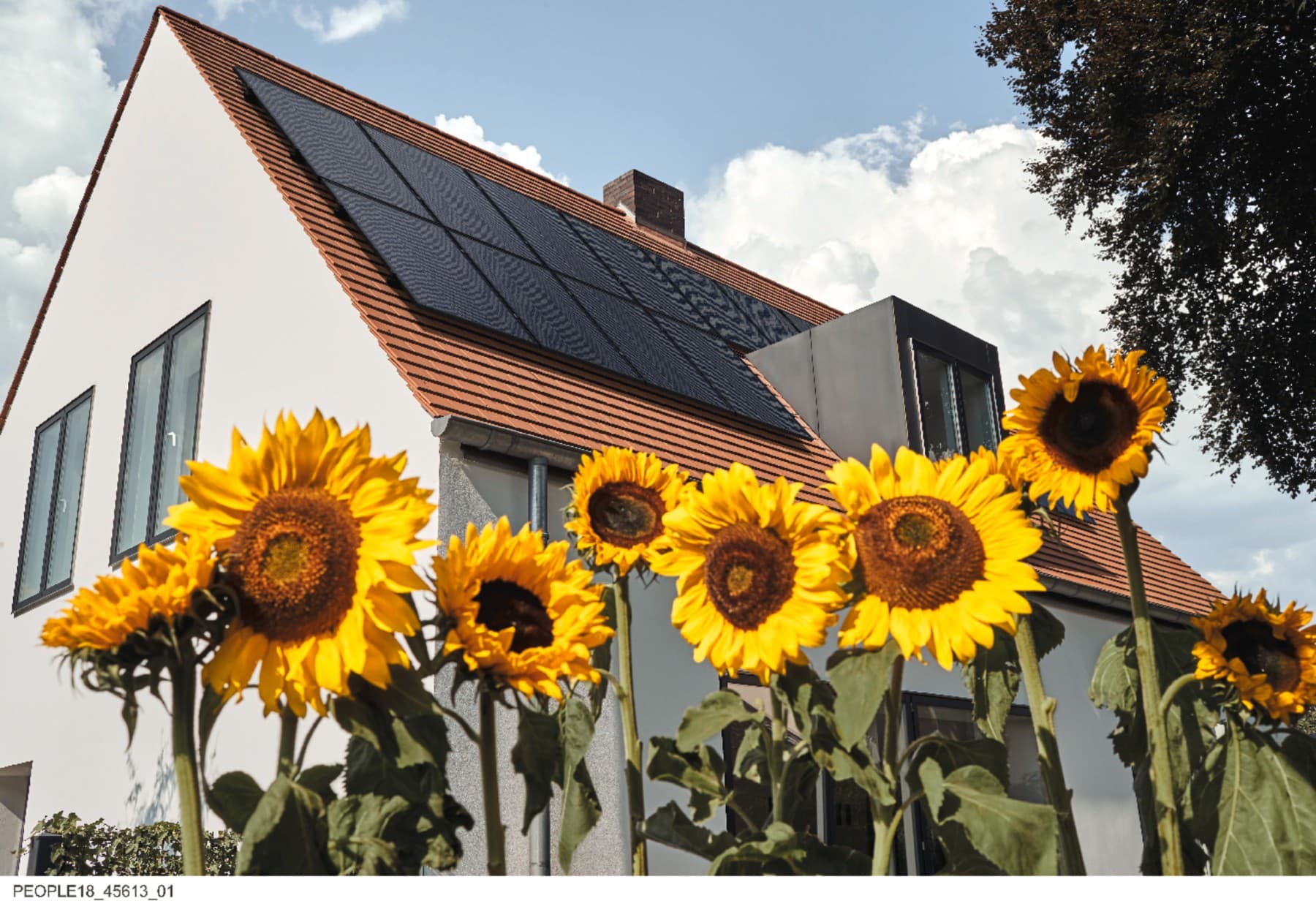 Une maison se dresse derrière de grands tournesols. Des panneaux solaires sont installés sur le toit afin d'utiliser l'énergie solaire pour produire de l'électricité.